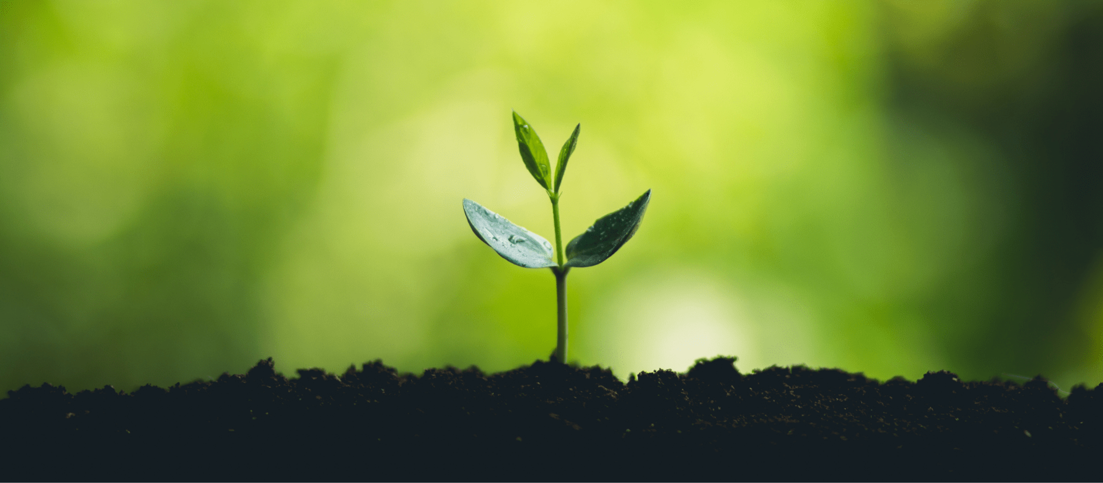 The garden – a metaphor for your organisation’s strategy