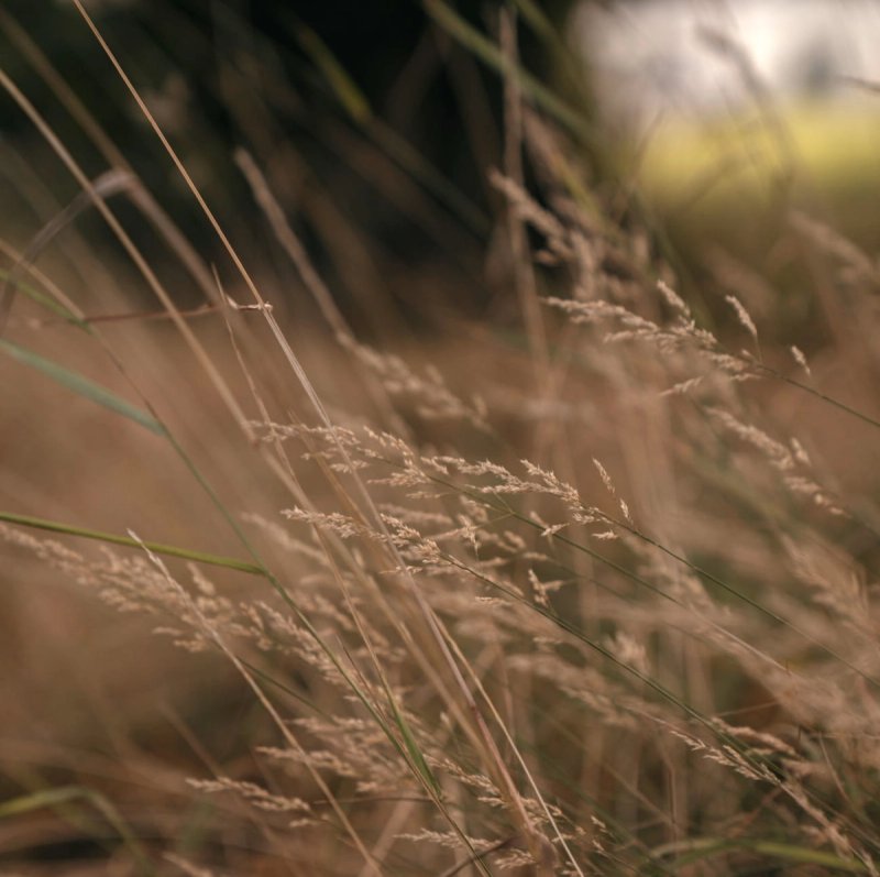 The Harvest