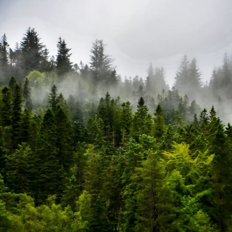 Is Saint and Sofia Sustainable?