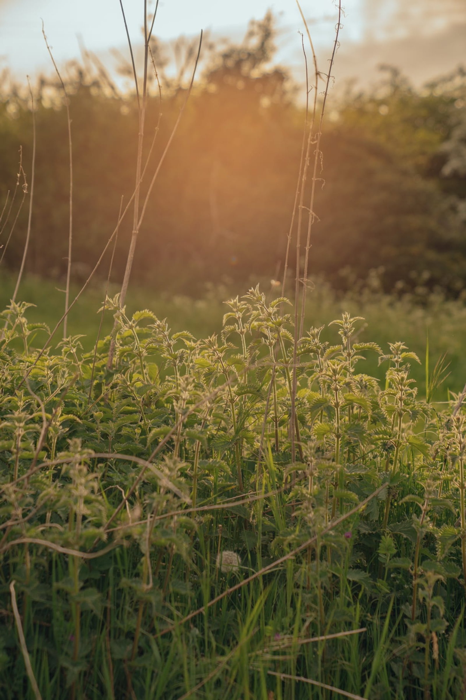 Muse