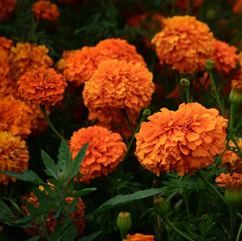 London’s Best Flower Markets