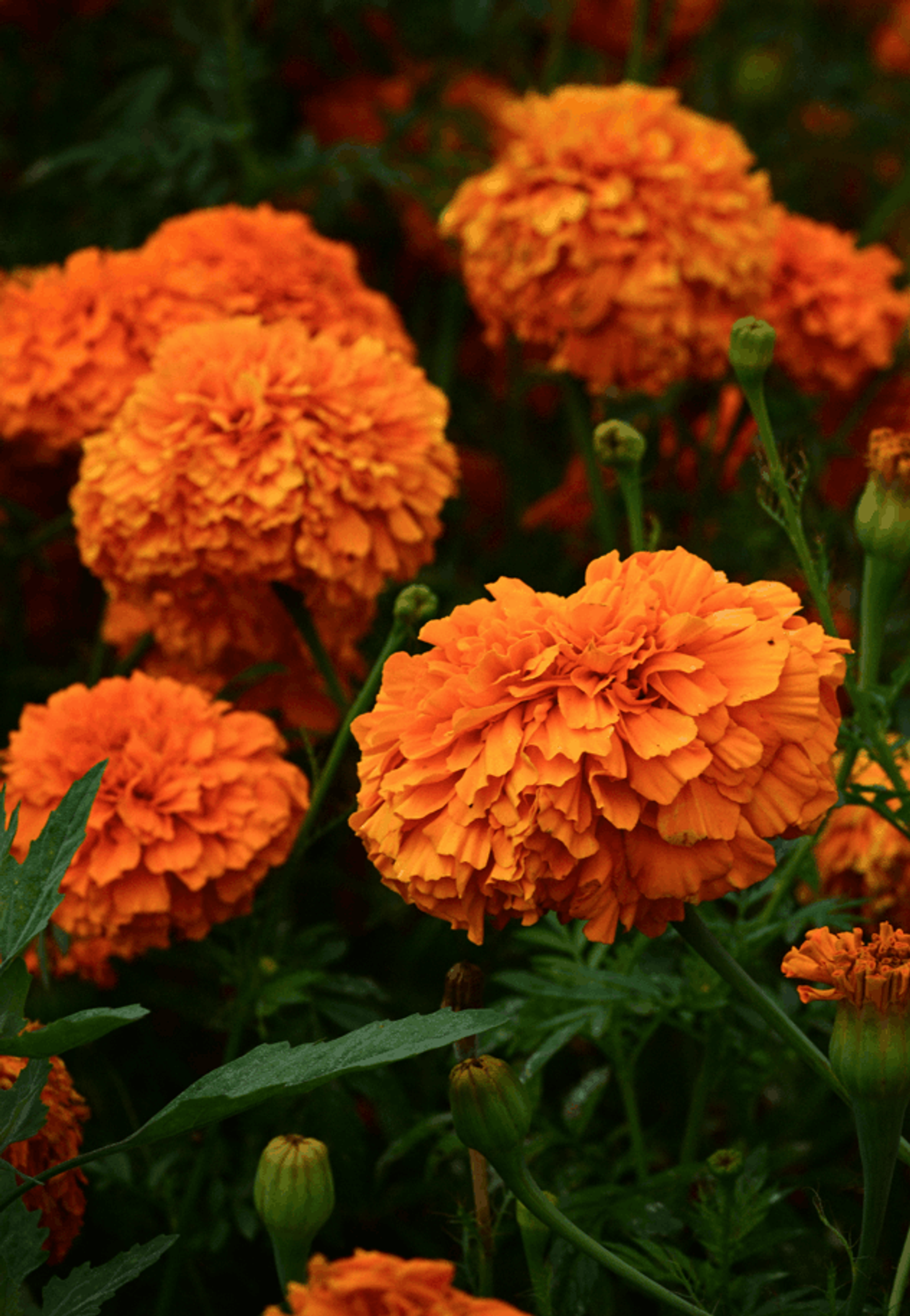 London’s Best Flower Markets