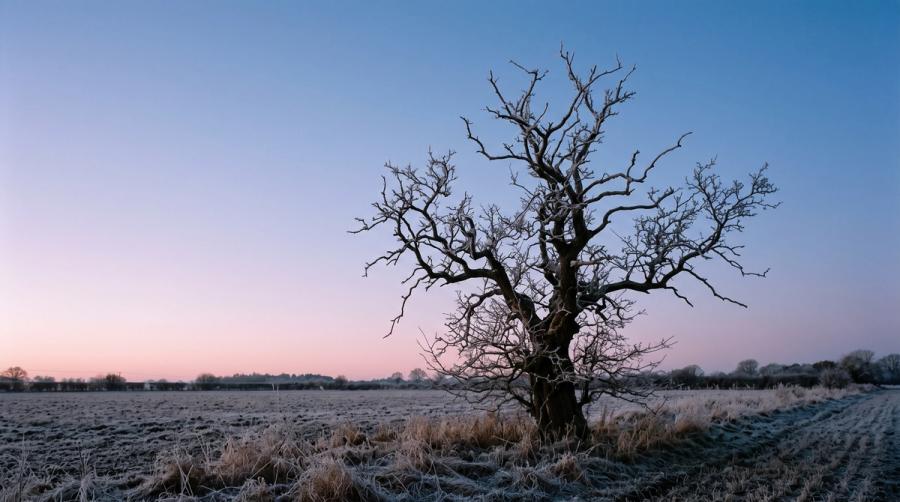 A bare oak standing alone in a frost-covered field at dawn, its branches black against a pink and blue sky.