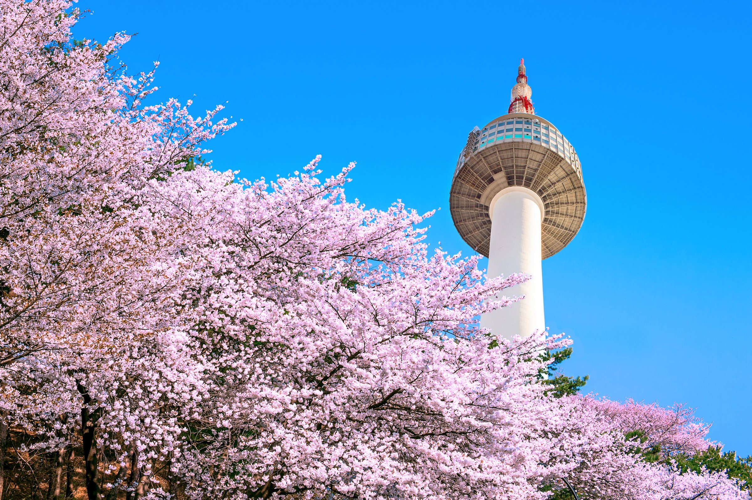 Seoul Summit 2026: N Seoul Tower among cherry blossoms