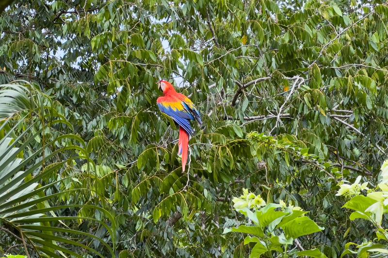 Scarlet macaw perched in a leafy tree beside Casa Serenidad