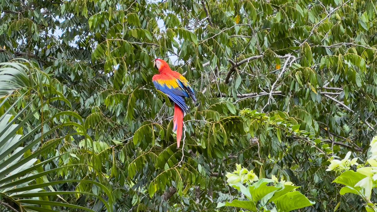 Scarlet macaw perched in a leafy tree beside Casa Serenidad