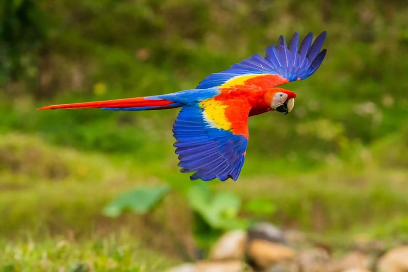 Scarlet macaw flying past the rainforest hillside near Casa Contee