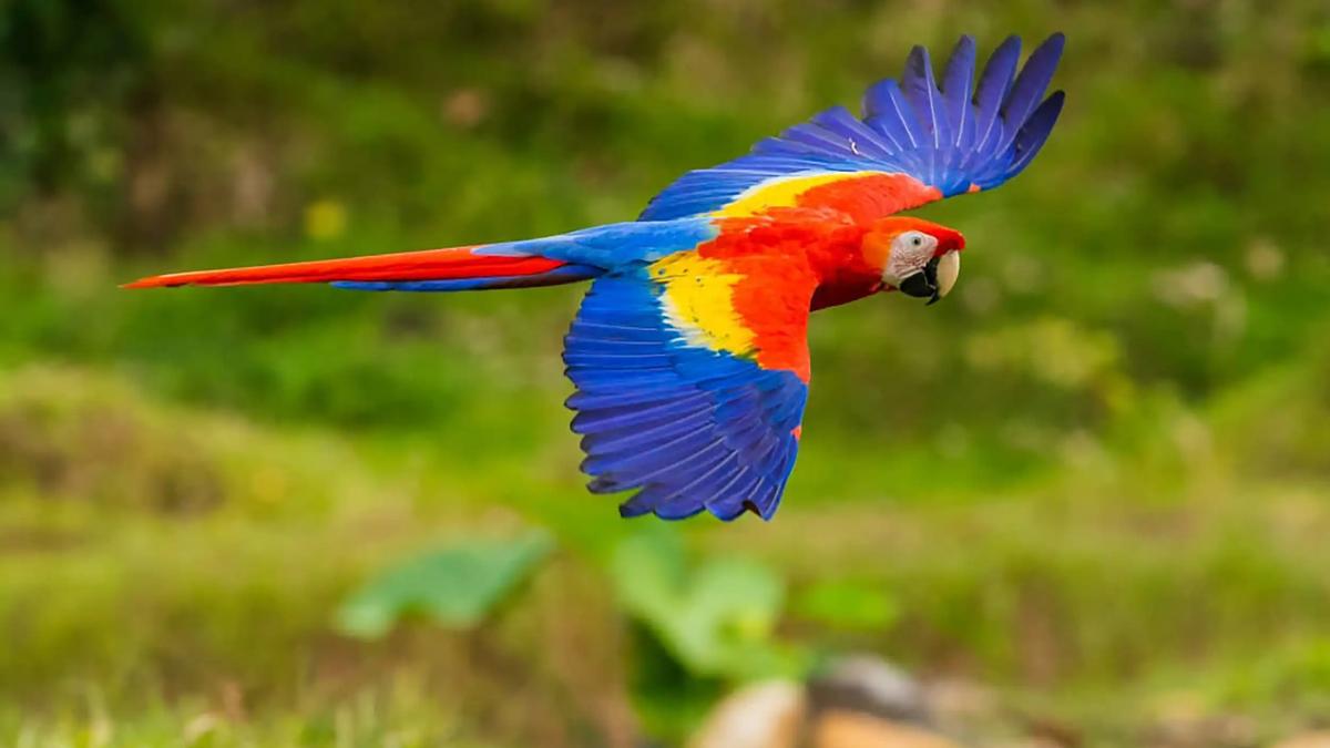 Scarlet macaw flying past the rainforest hillside near Casa Contee