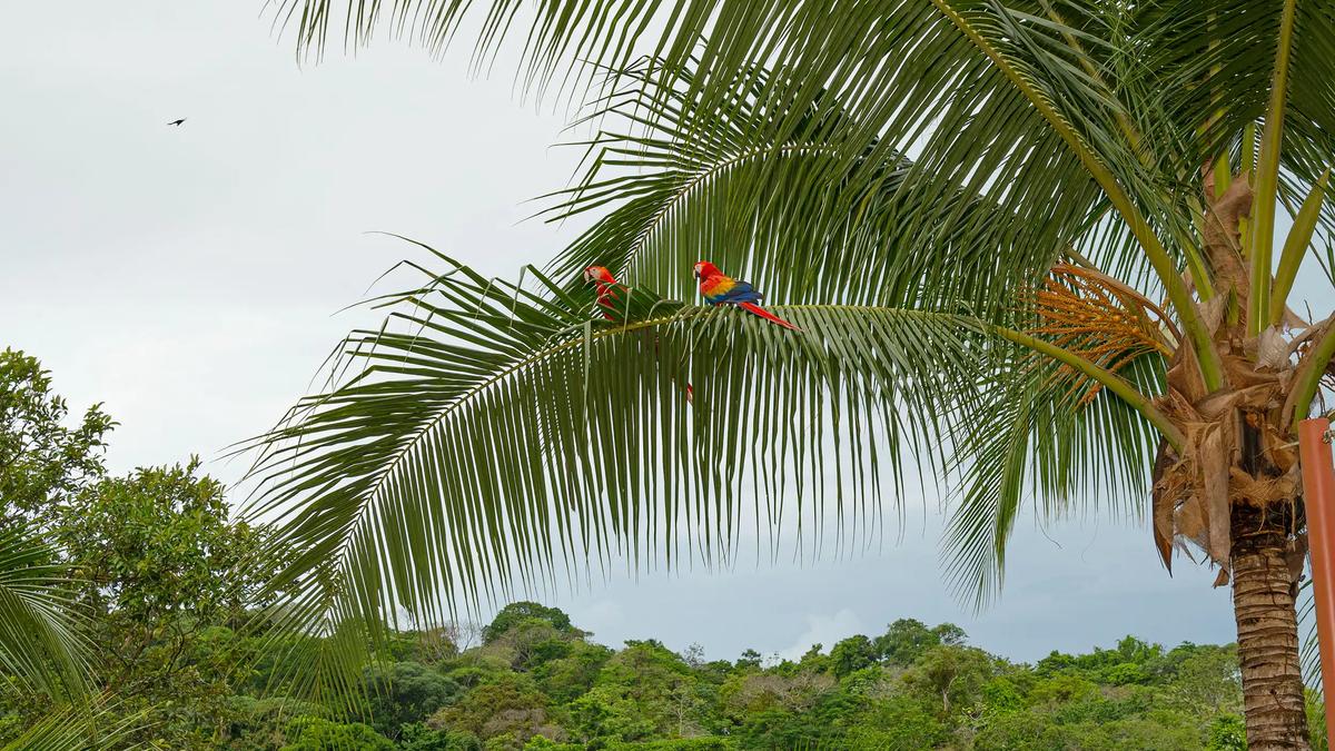 Two scarlet macaws resting on a palm frond near Casa Serenidad