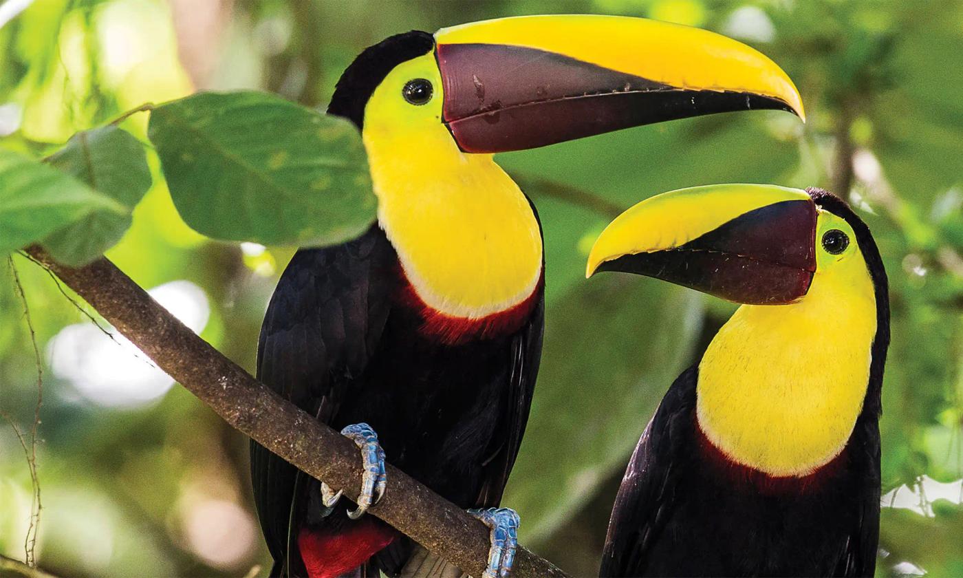 toucans