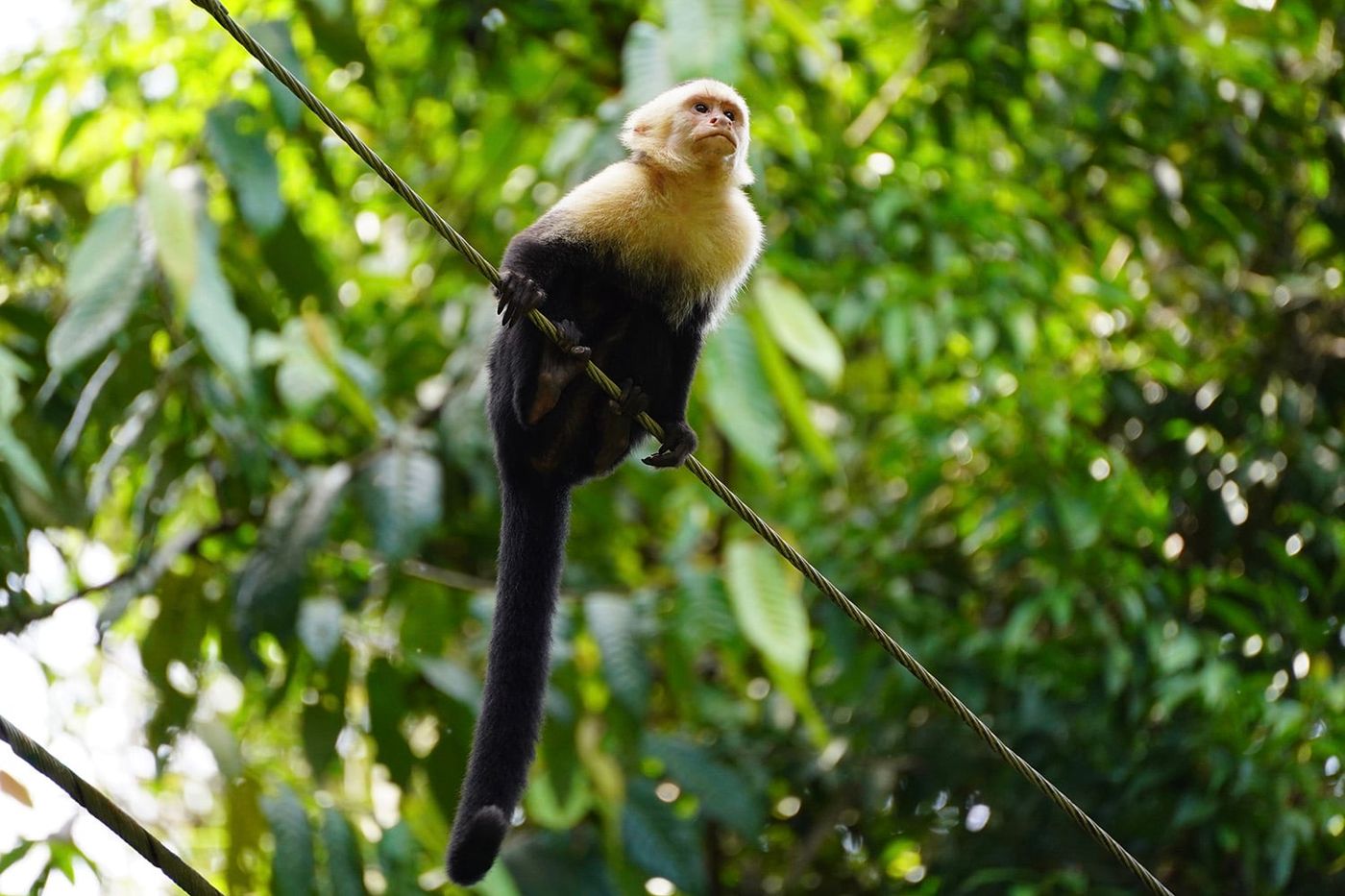 Manuel Antonio National Park Guided Tour