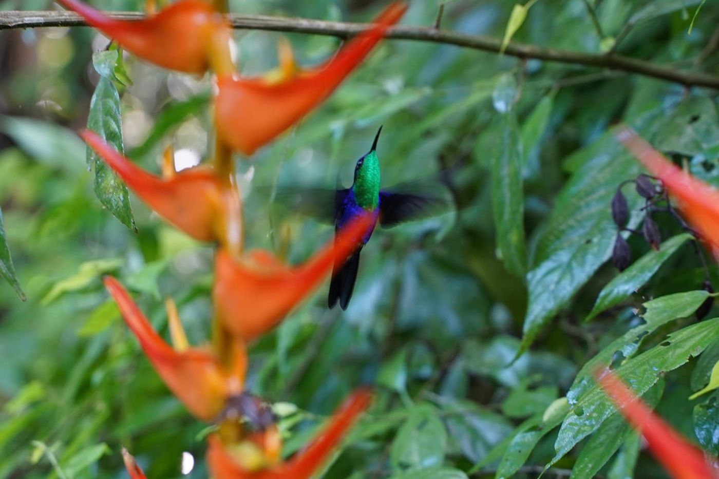 Manuel Antonio National Park Guided Tour