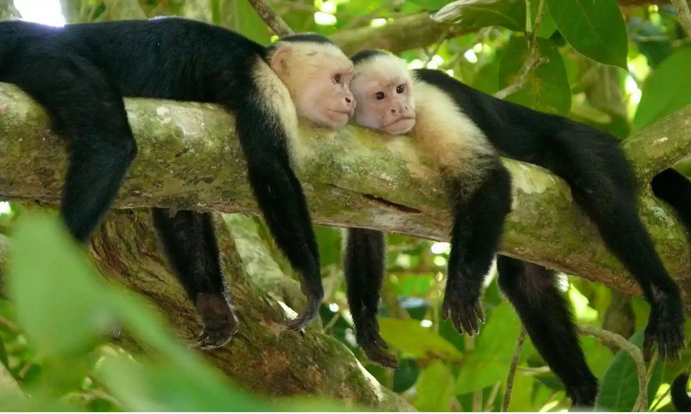 capuchins