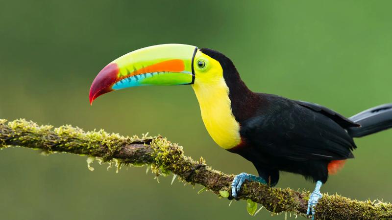 Casa Contee animals hero toucan