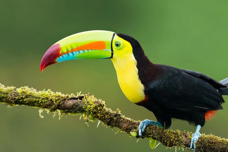 Keel billed toucan perched on a mossy branch near Casa Contee