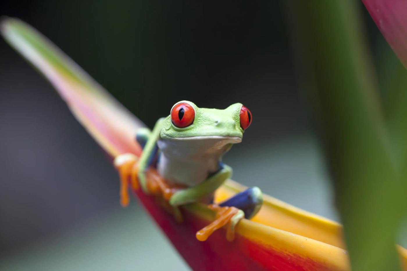 Red-eyed tree frog on a heliconia