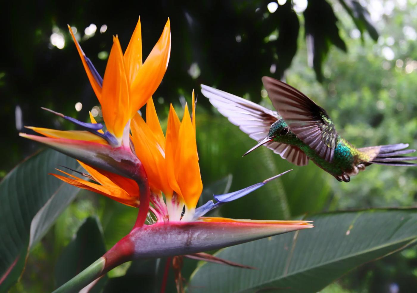 Hummingbird at a bird of paradise flower