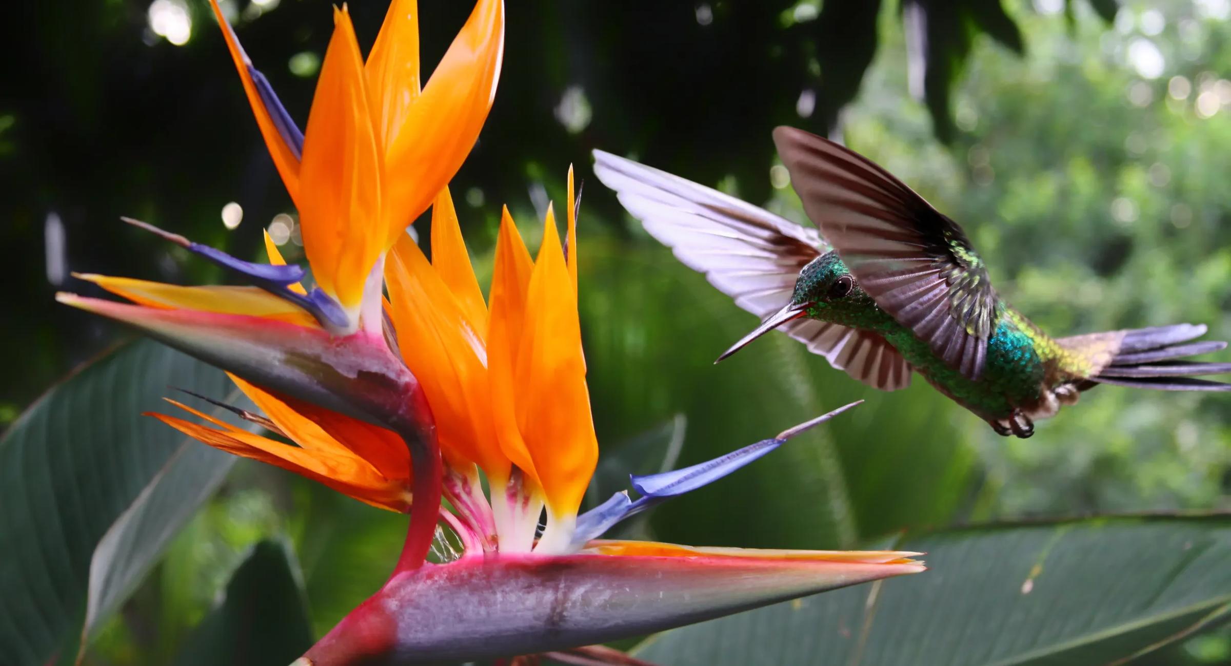 Hummingbird at a bird of paradise flower
