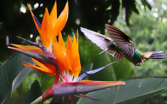 Hummingbird at a bird of paradise flower
