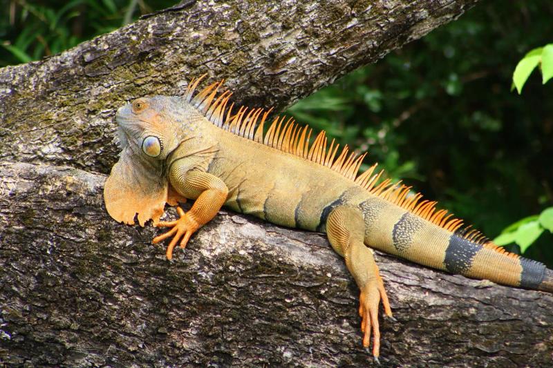Casa Contee Casa Contee Iguana