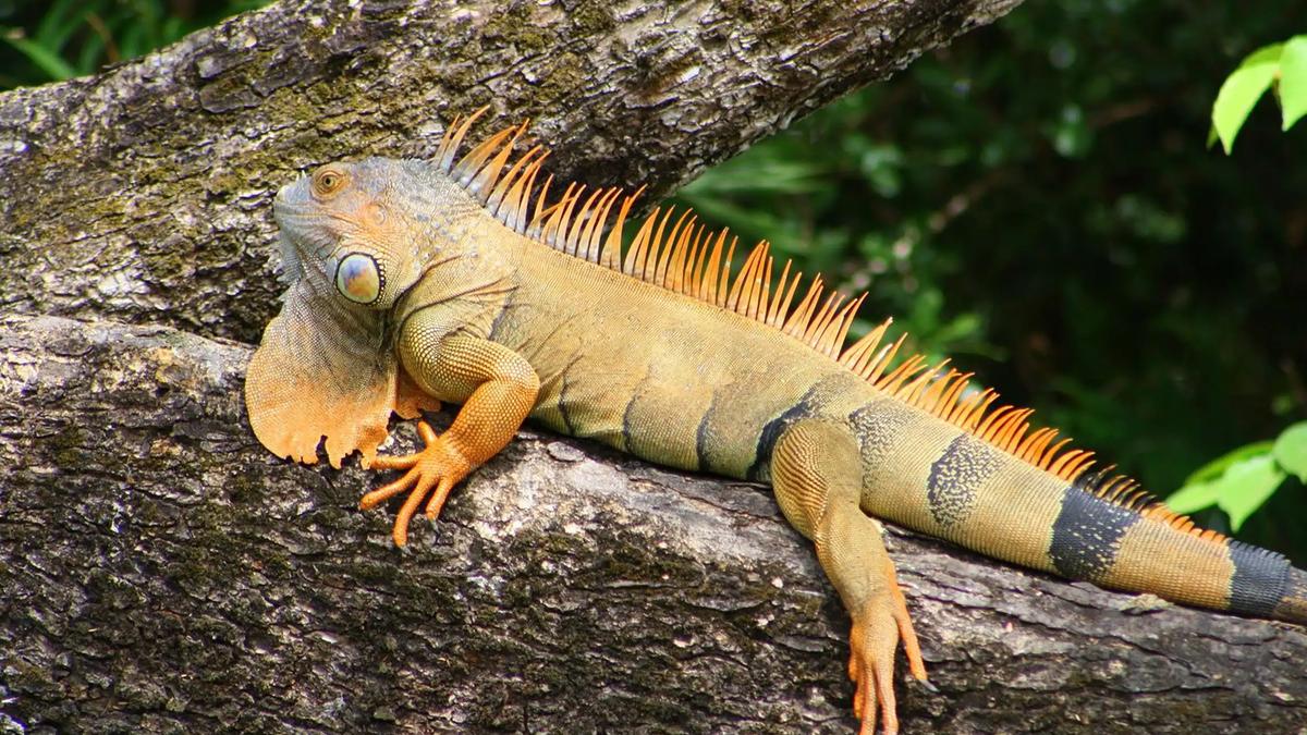 Orange iguana resting on a tree branch in the gardens near Casa Contee