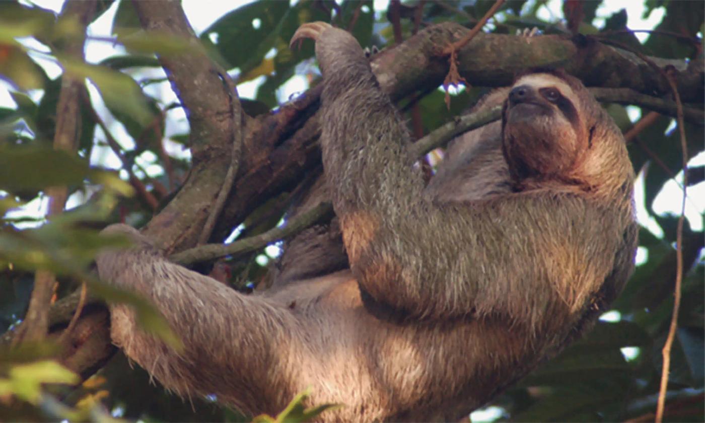 sloth