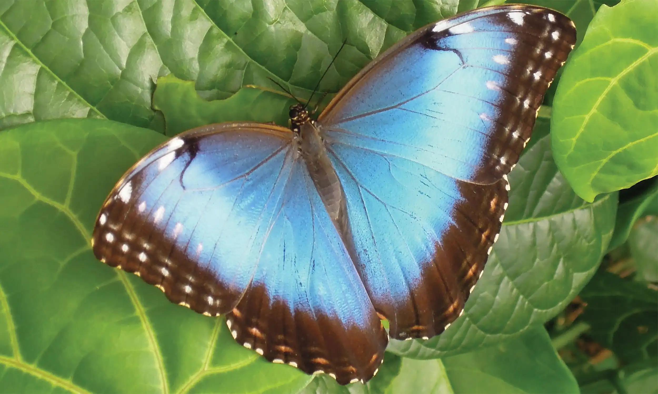 morpho