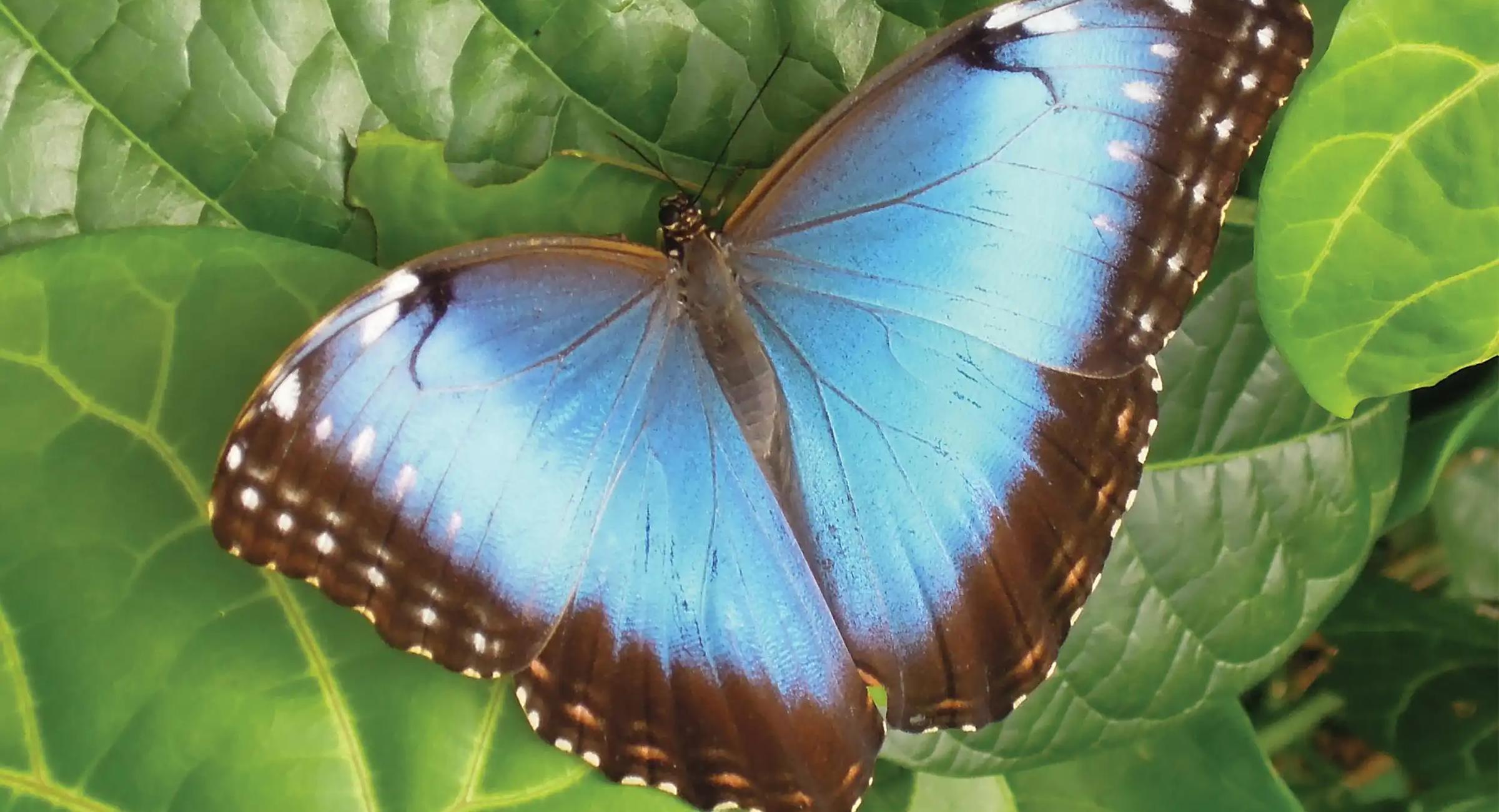 morpho