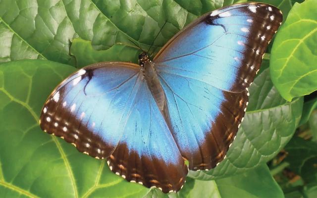 morpho