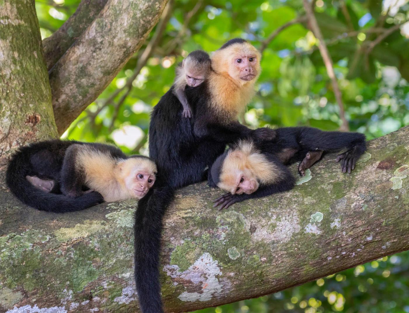 Manuel Antonio Photos
