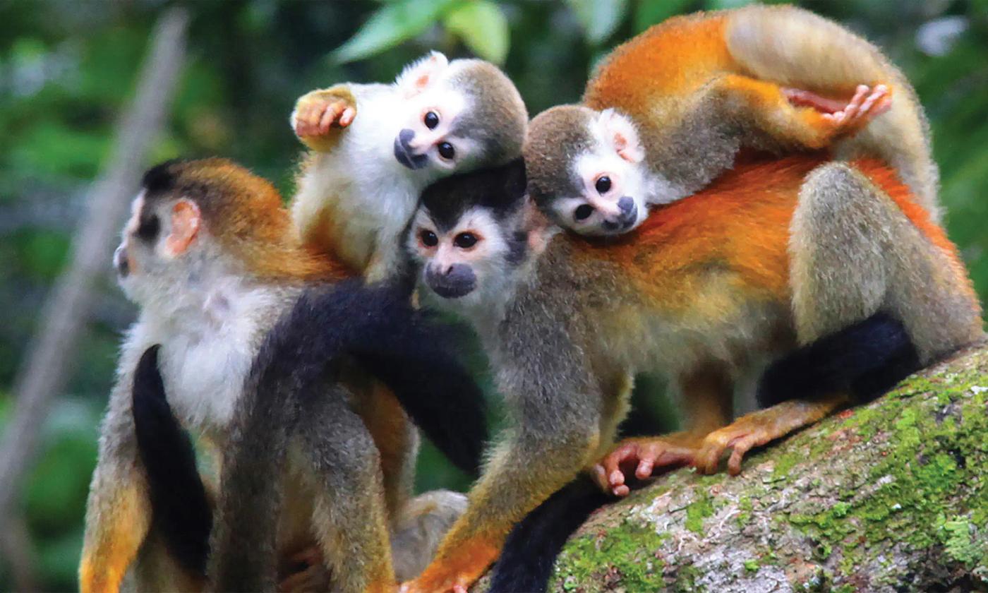 titi family