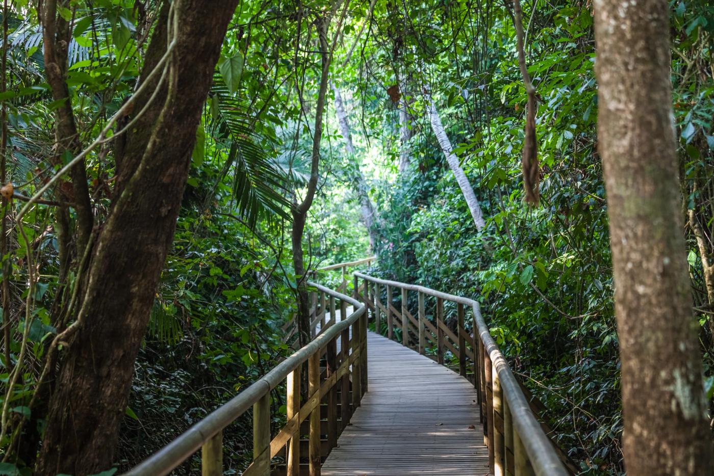 Boardwalk trail through the rainforest