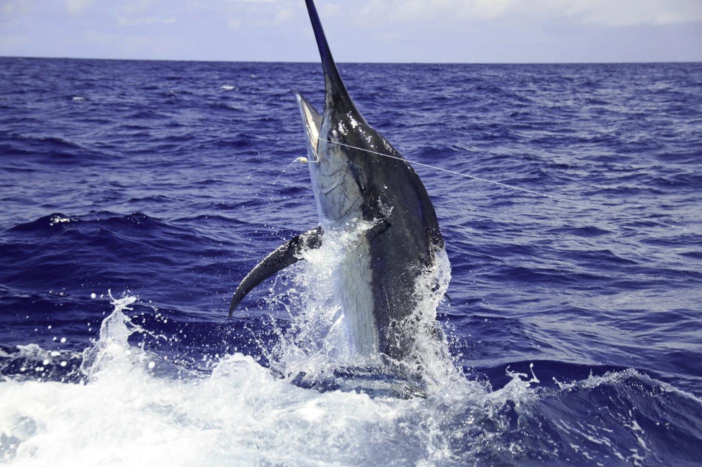 Marlin breaking the surface on a sport fishing charter