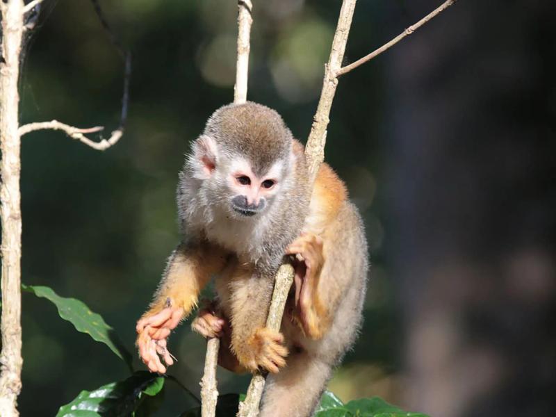 Squirrel monkey perched on a slim branch near Villa Marbella