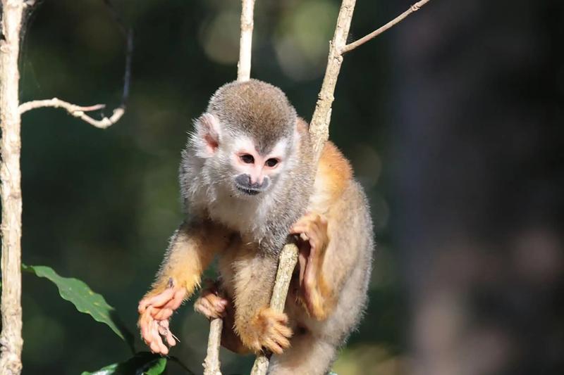 Squirrel monkey perched on a slim branch near Villa Marbella