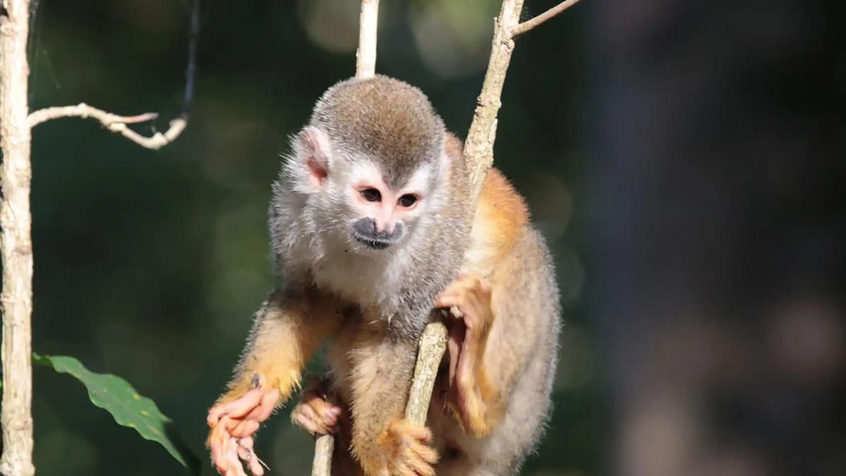 Squirrel monkey perched on a slim branch near Villa Marbella