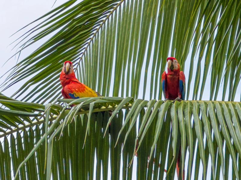 birds