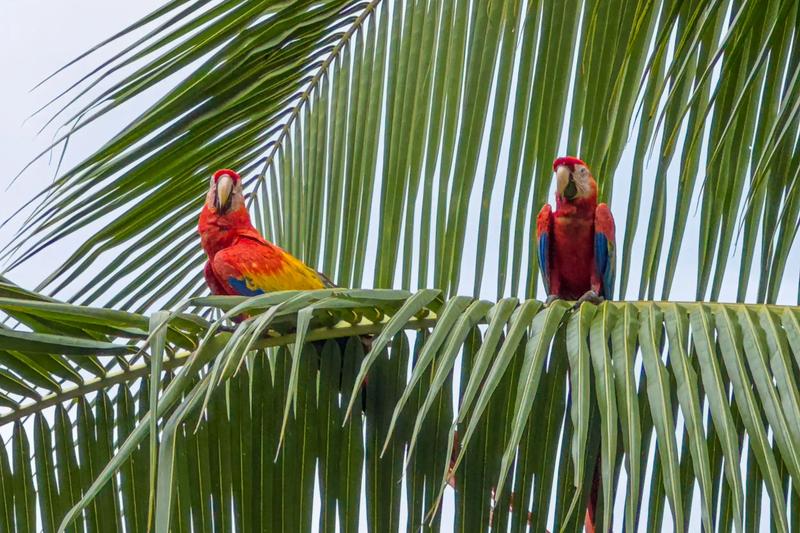 Close view of two scarlet macaws on palm fronds at Casa Serenidad