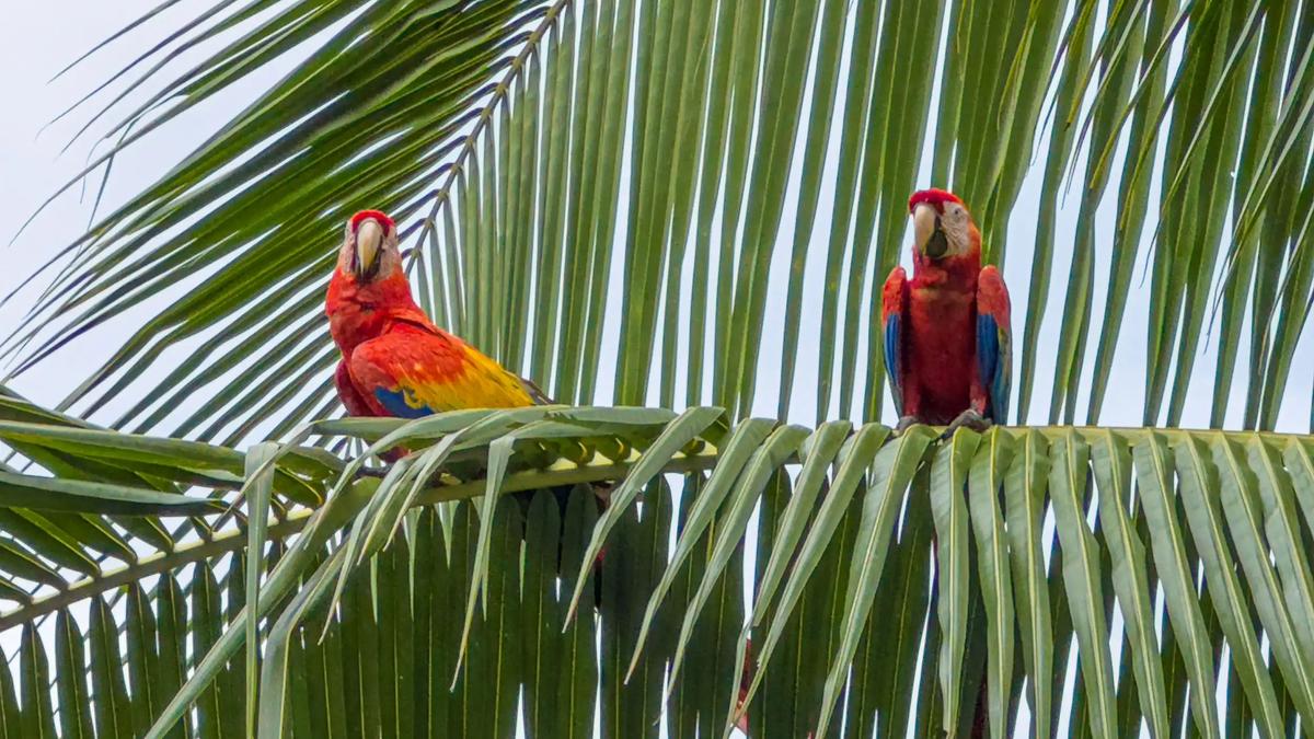Close view of two scarlet macaws on palm fronds at Casa Serenidad