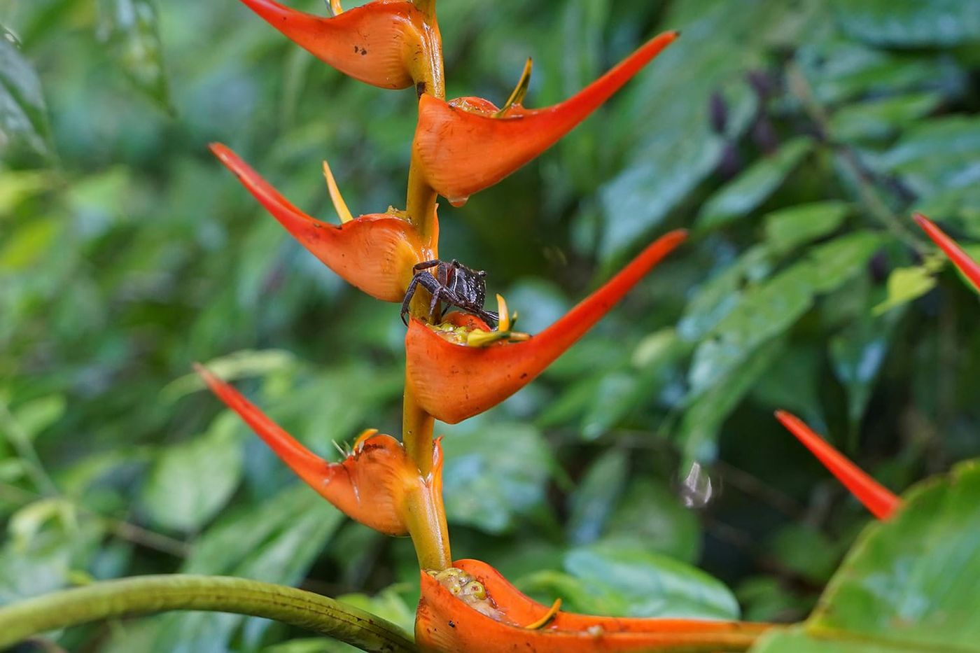 Manuel Antonio National Park Guided Tour