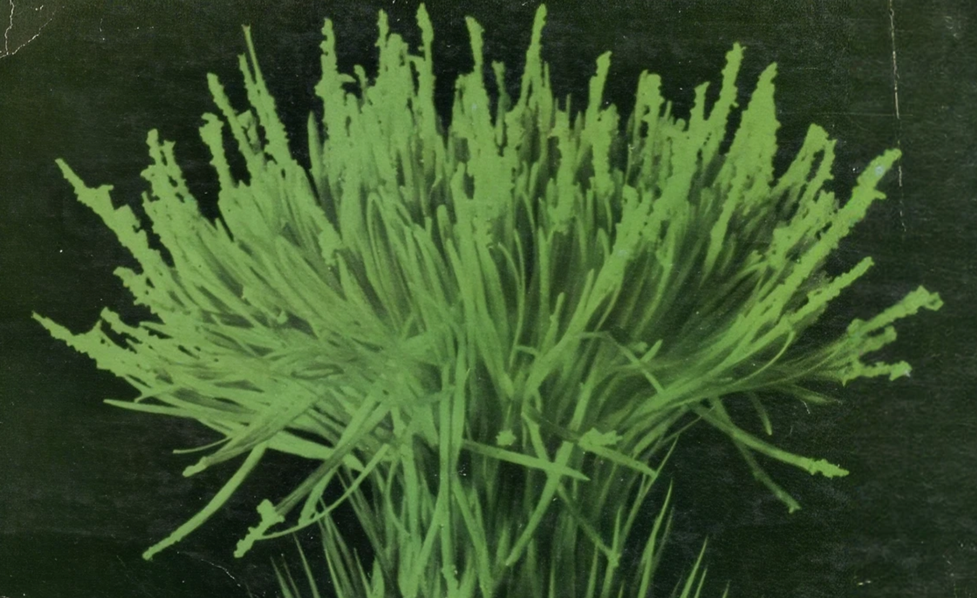 Green plant on a dark background