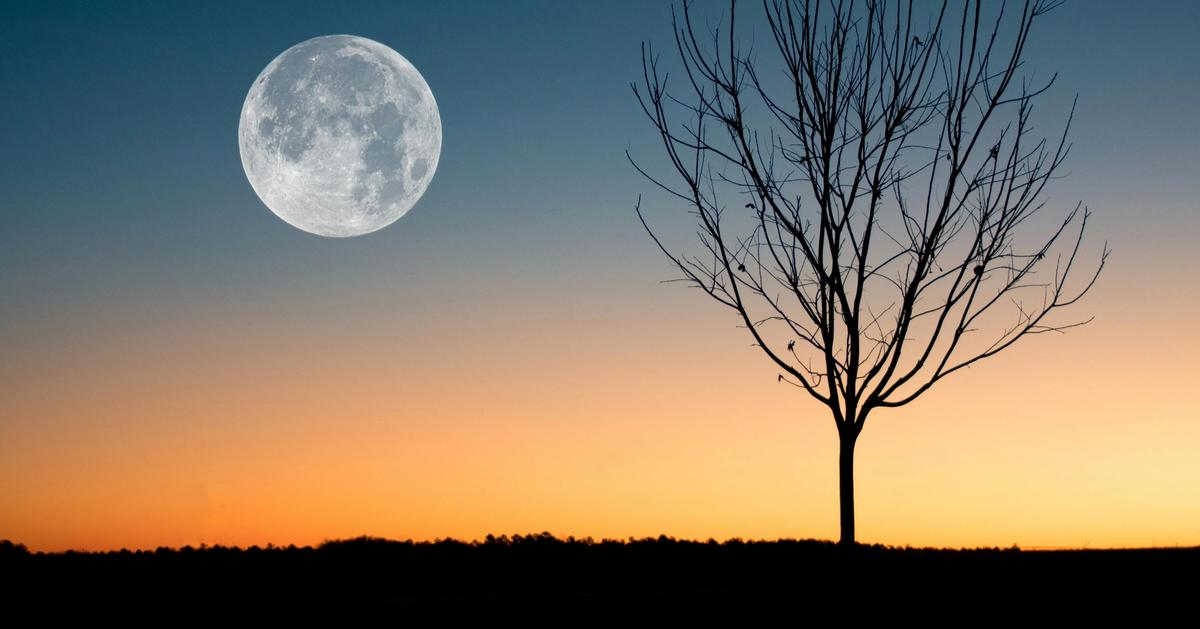 Moon near tree at dusk