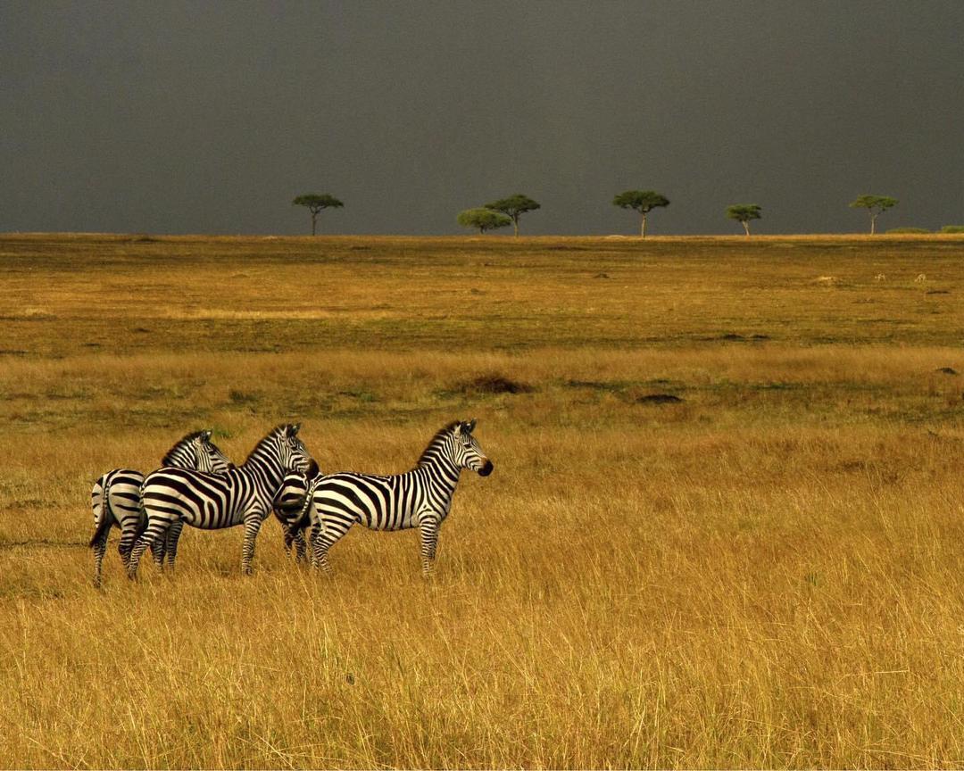 Zebras standing in a yellow field