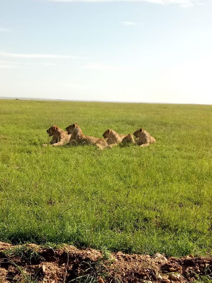 A pride of lions in a green field