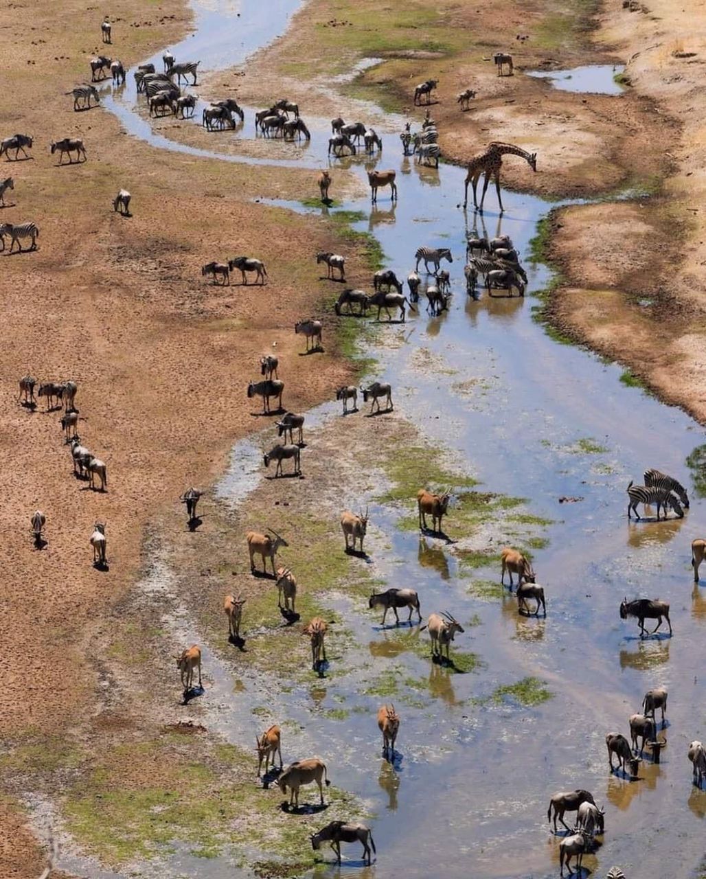 An assortment of animals gathered about a stream in Tarangire National Park