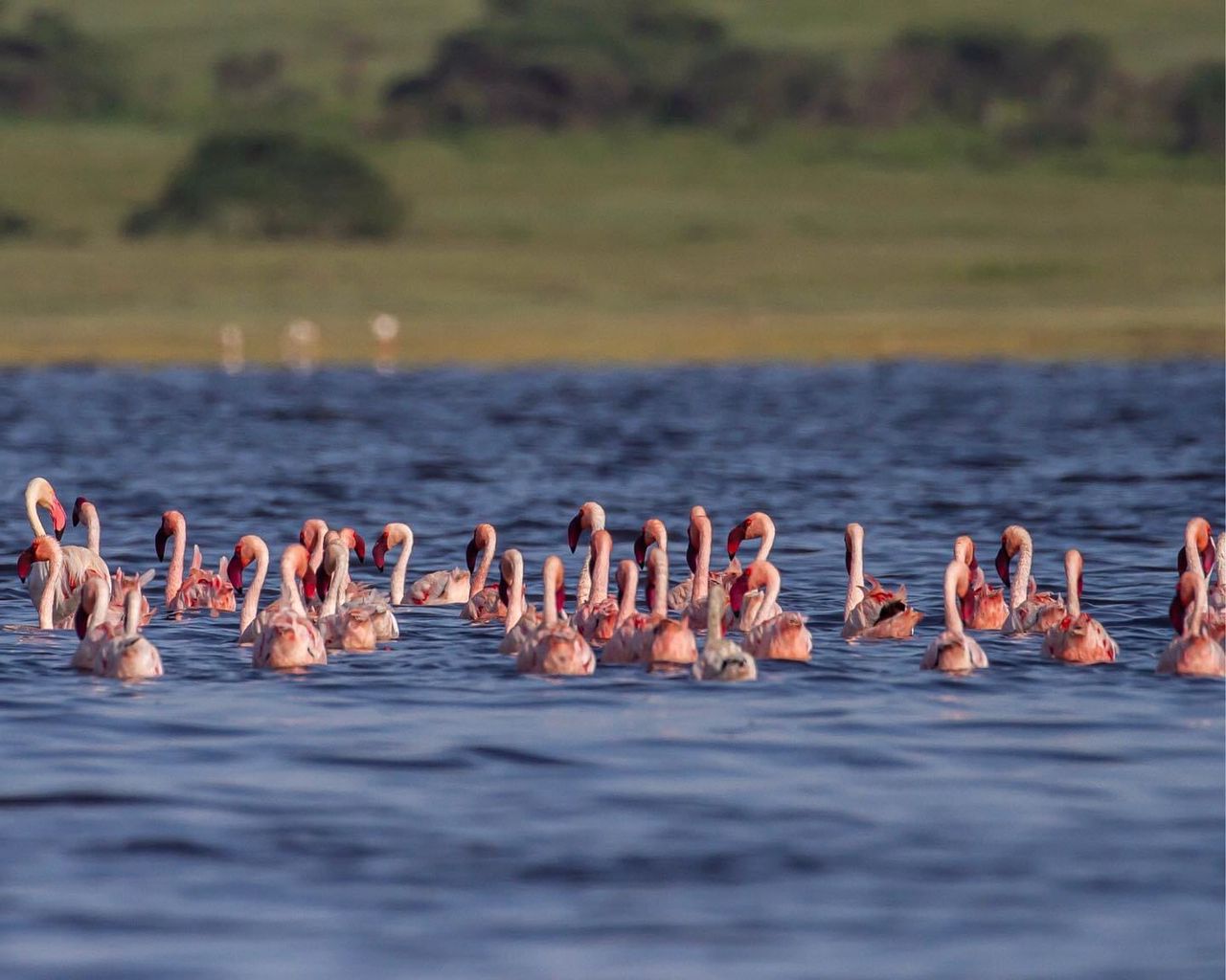 A flock of flamingos on Lake Manyara