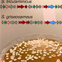 Triculamin: An Unusual Lasso Peptide with Potent Antimycobacterial Activity