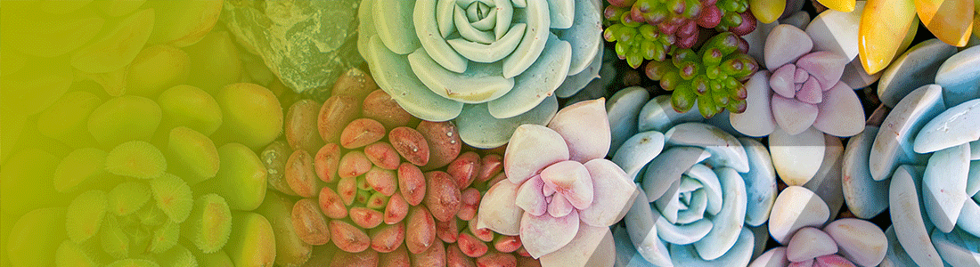 collection of succulent plants