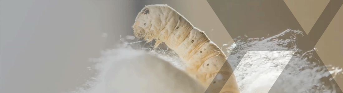 Close-up of silkworm