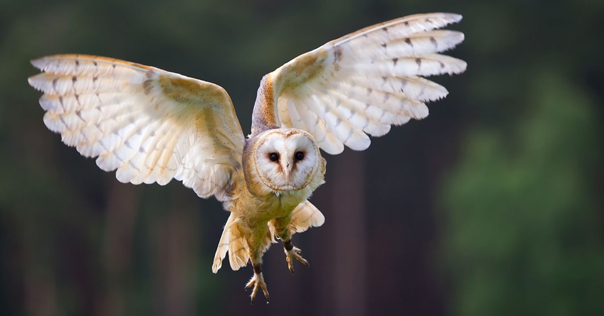A barn owl in mid-flight, showcasing its wide, elegant wings and heart-shaped face against a blurred forest background.